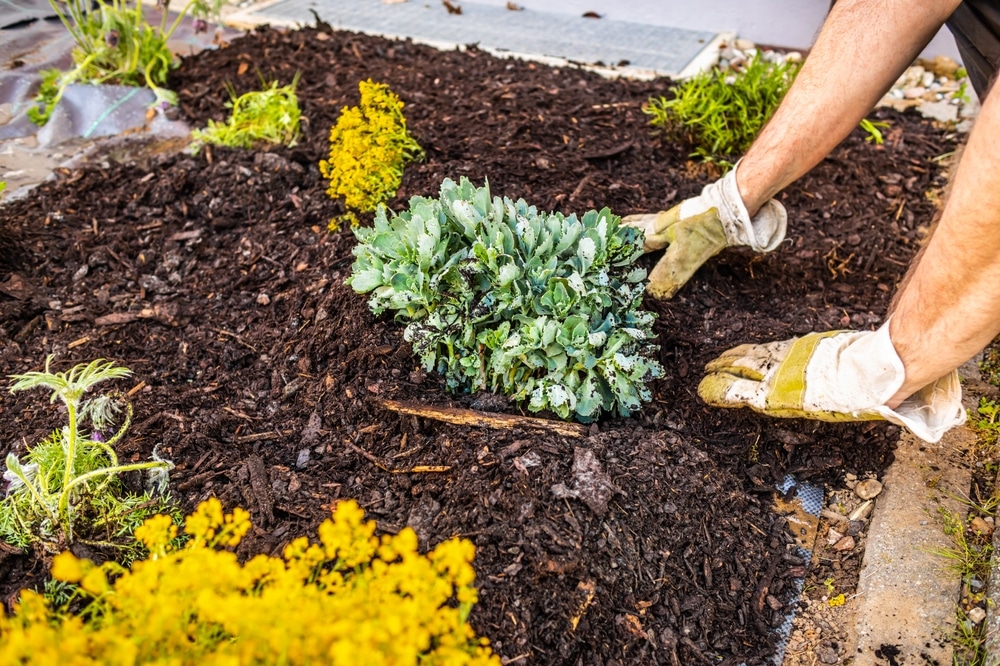 A person wearing gloves is planting a green shrub in a mulched garden bed, surrounded by yellow flowering plants—a scene that reflects the meticulous care often provided by Commercial Restoration Services.